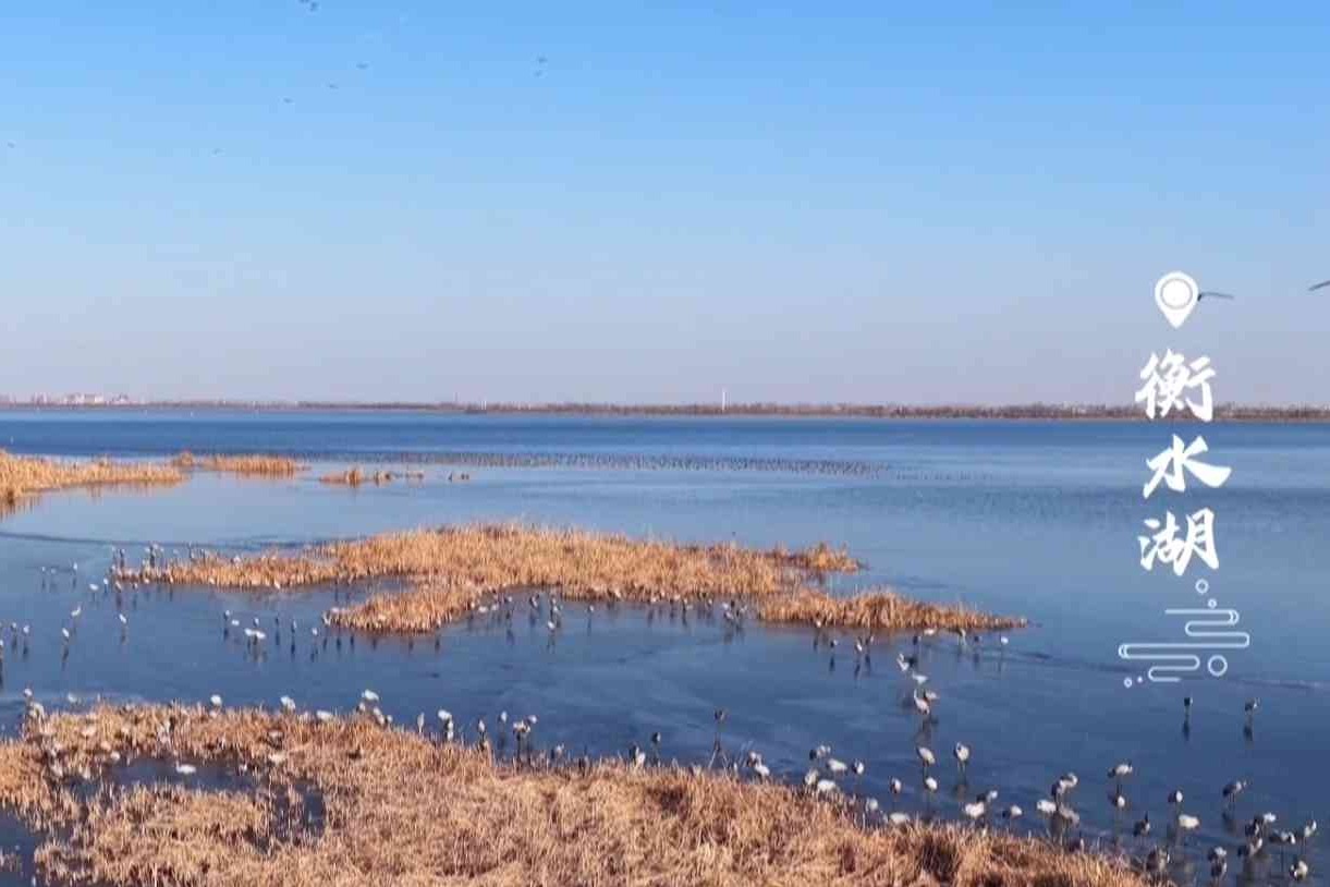 衡水湖冰清如玉，鸟舞如风