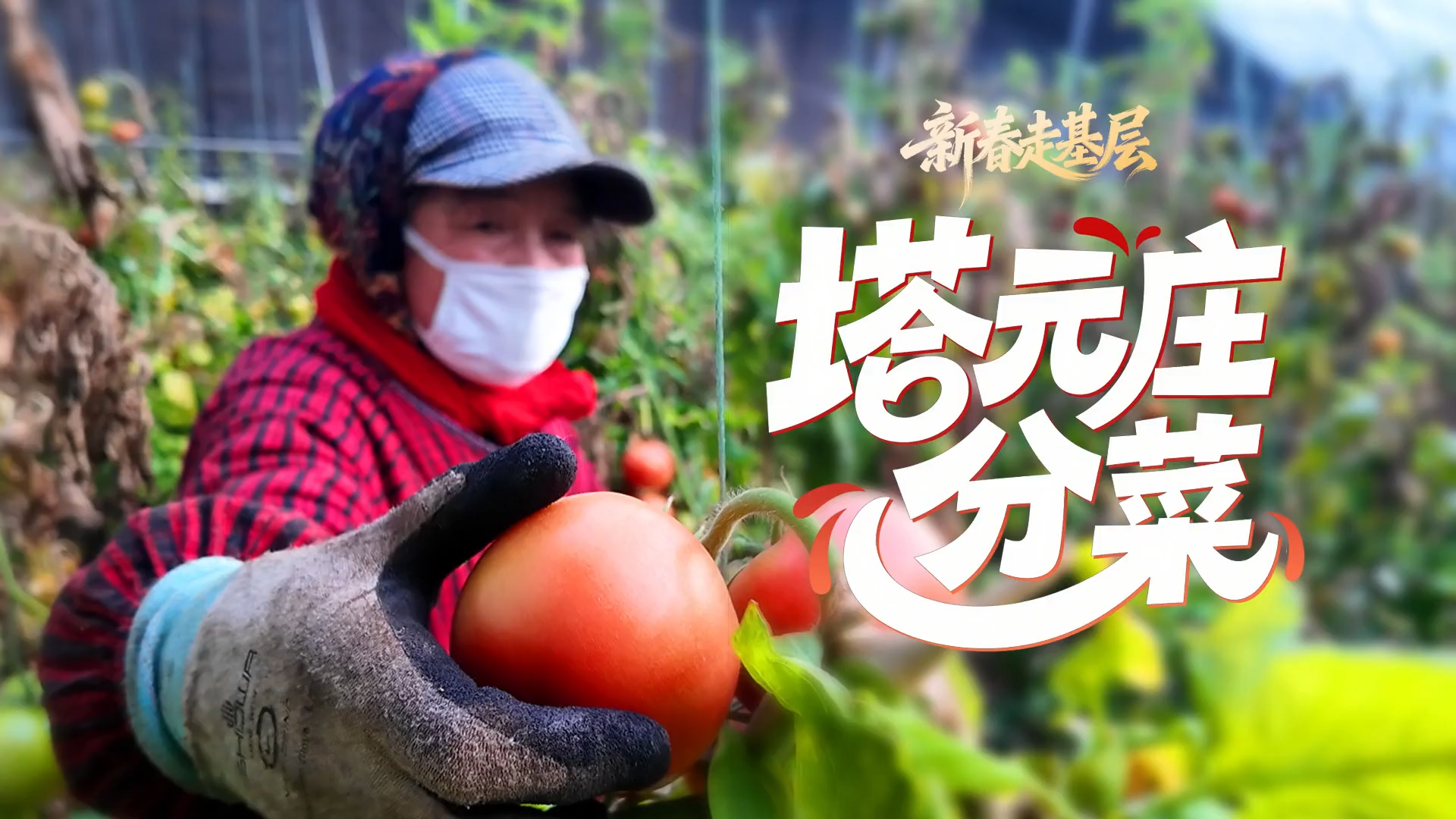 新春走基层 | 塔元庄分菜