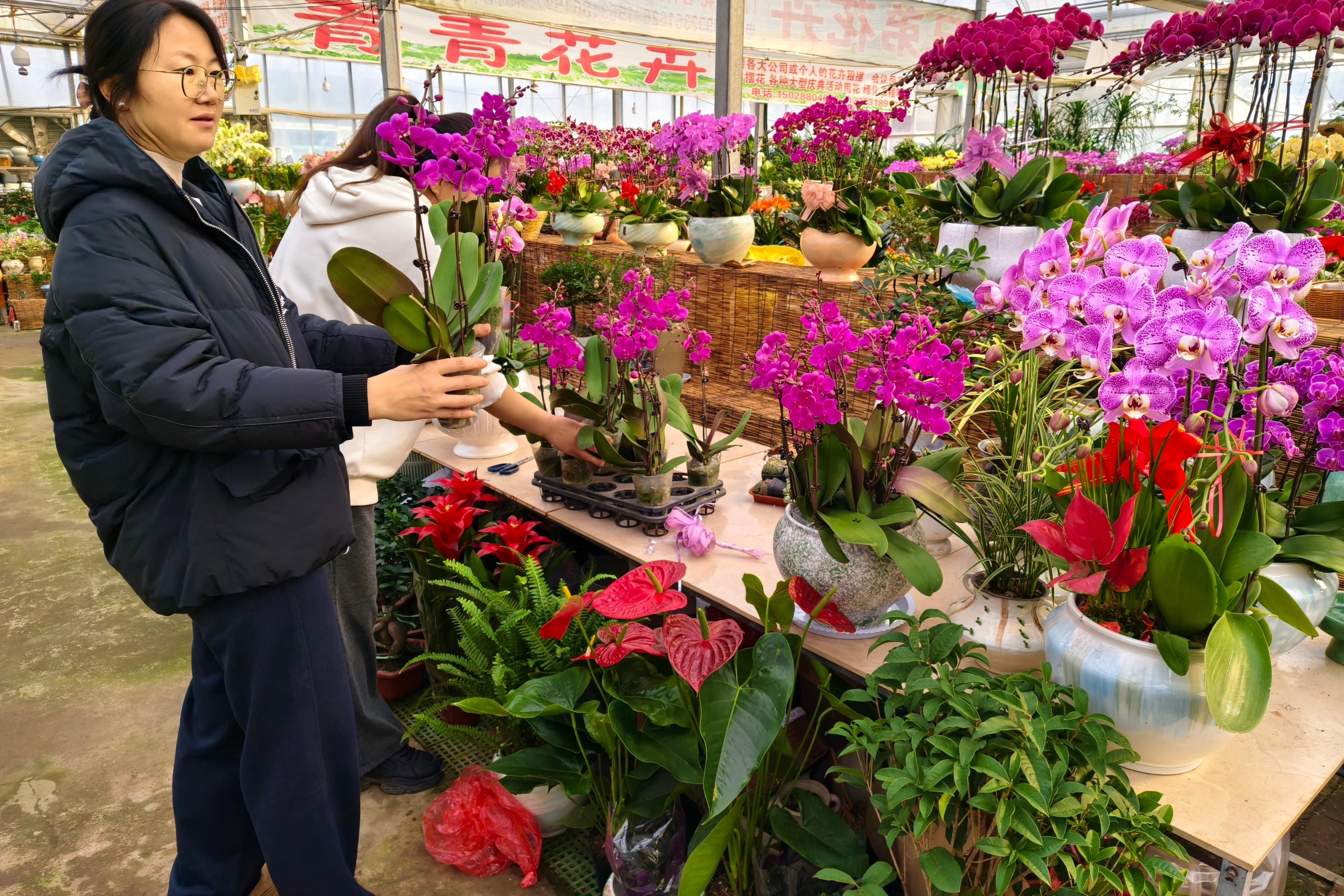 花香氤氲年味浓 ——衡水花卉园新春见闻