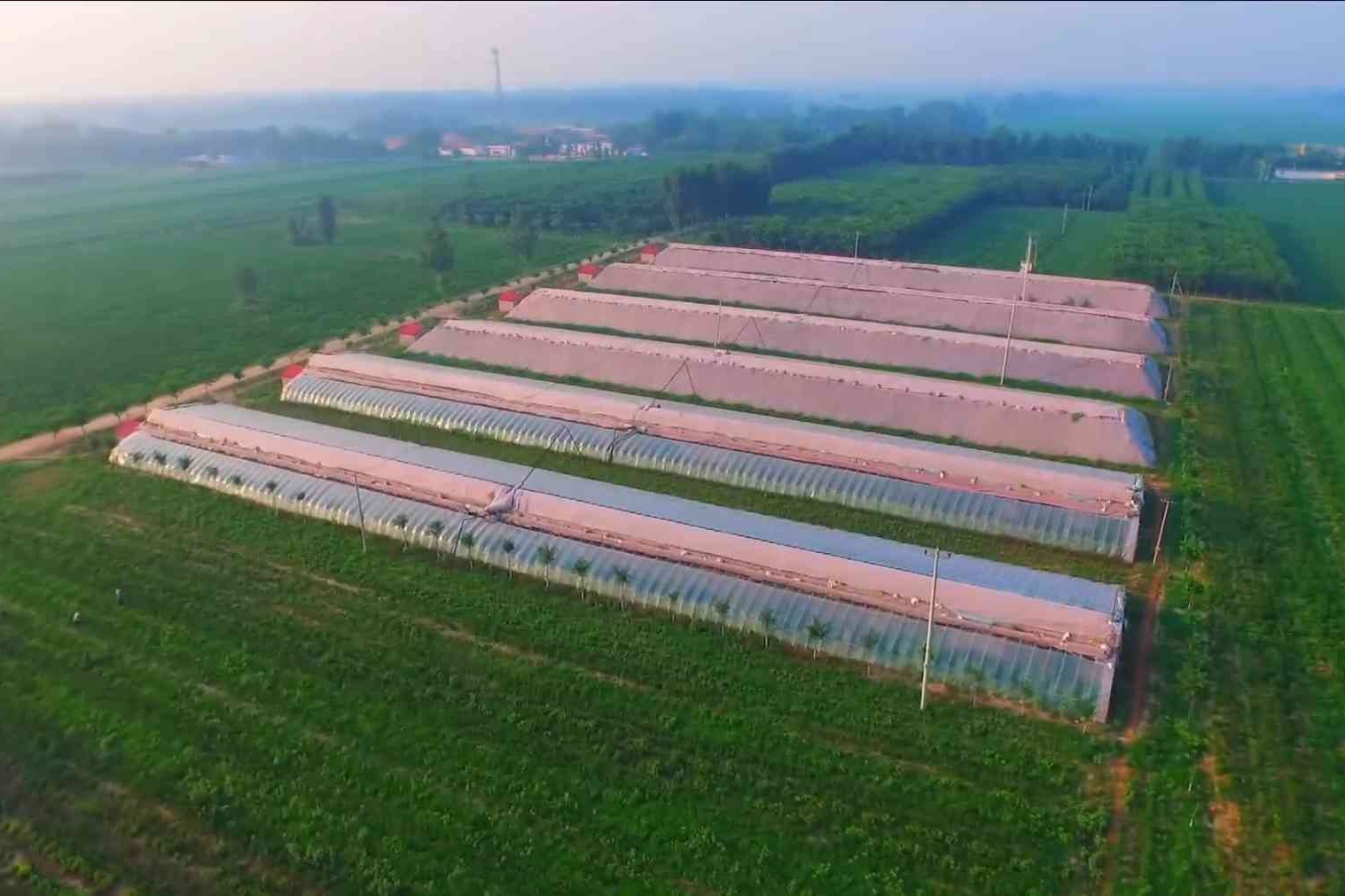 农业协同增效 擦亮高品质果蔬“金名片”