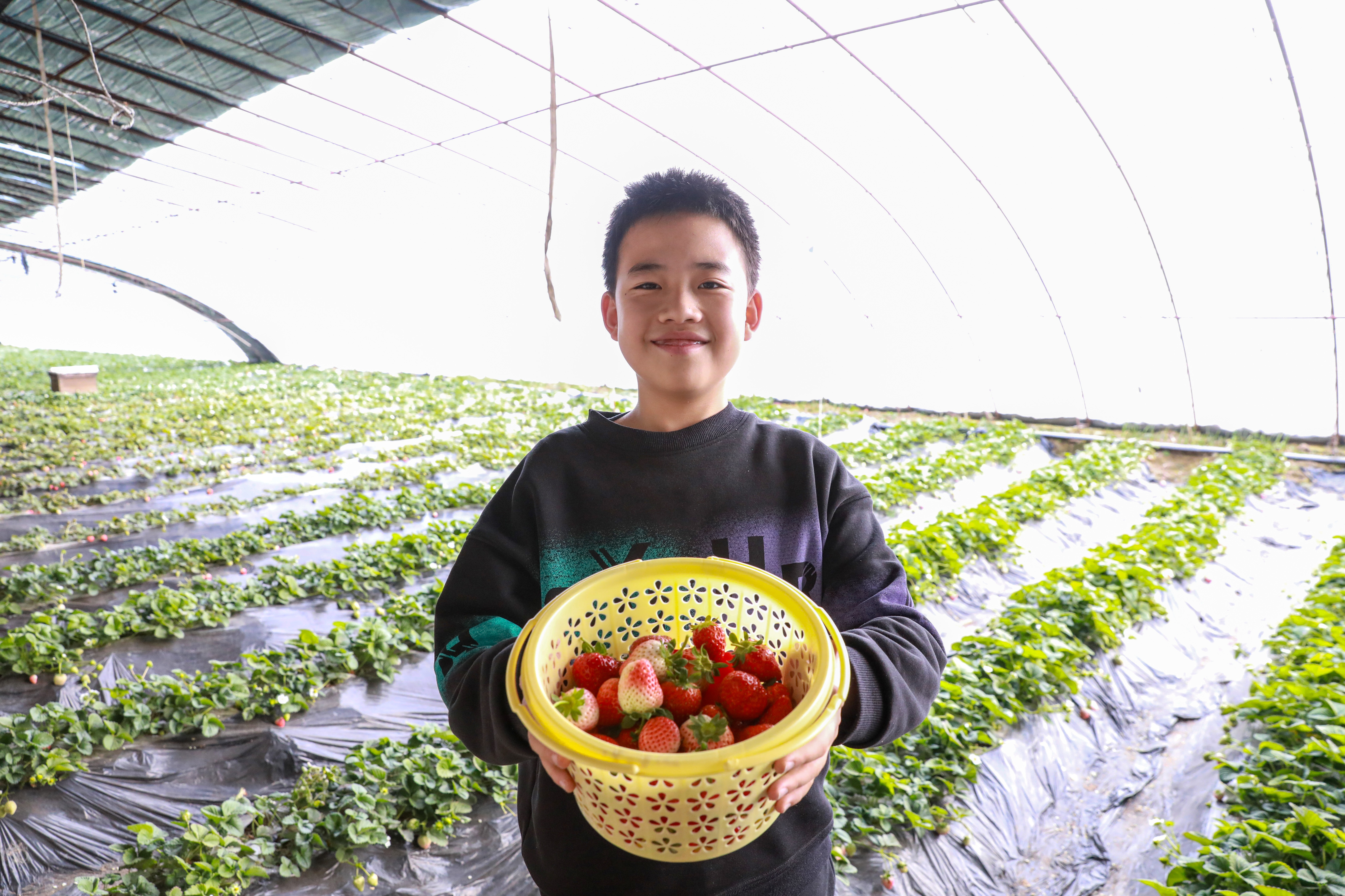 大厂：鲜甜草莓迎客来