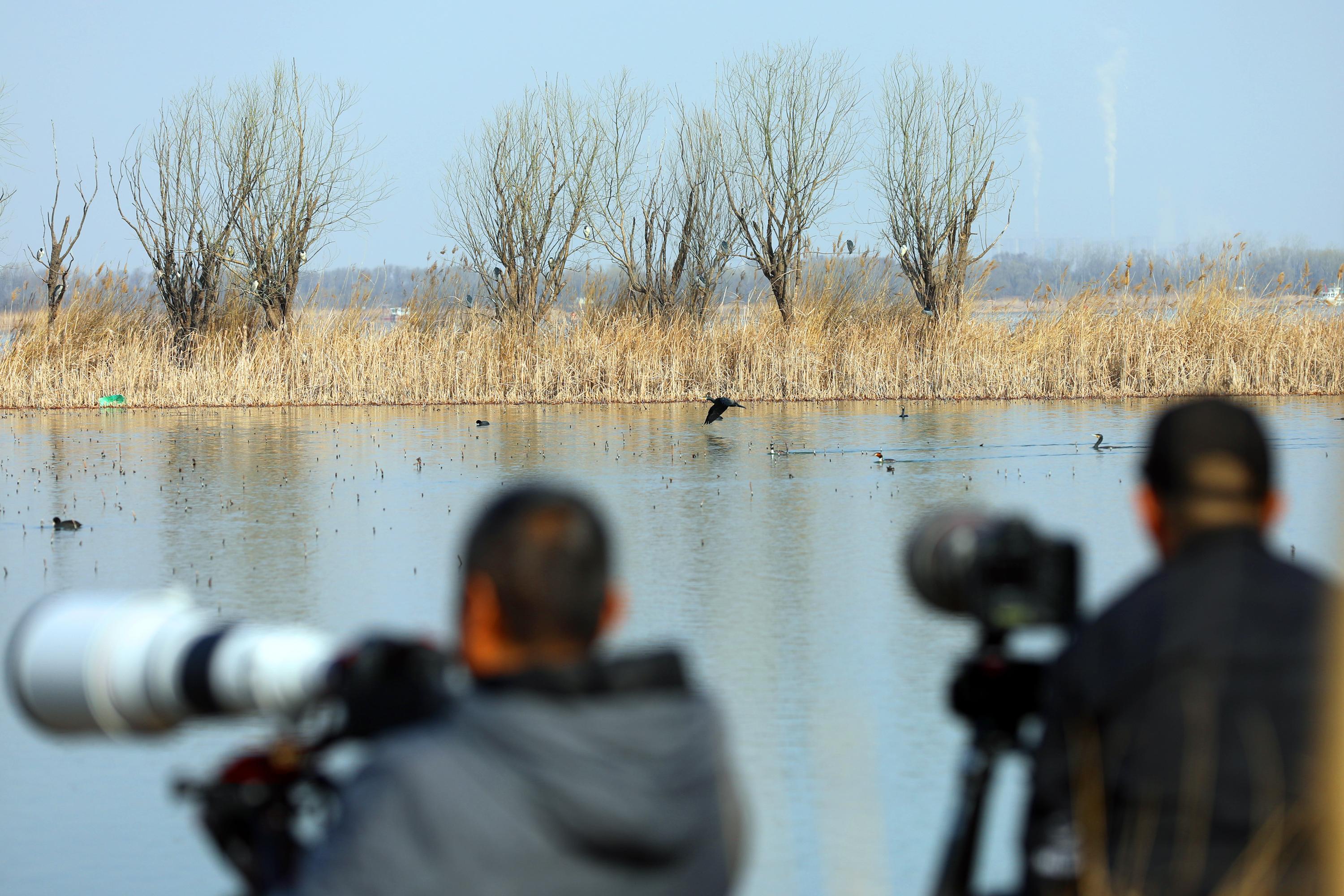 衡水湖：新春寻鸟 用镜头定格湿地与候鸟和谐之美