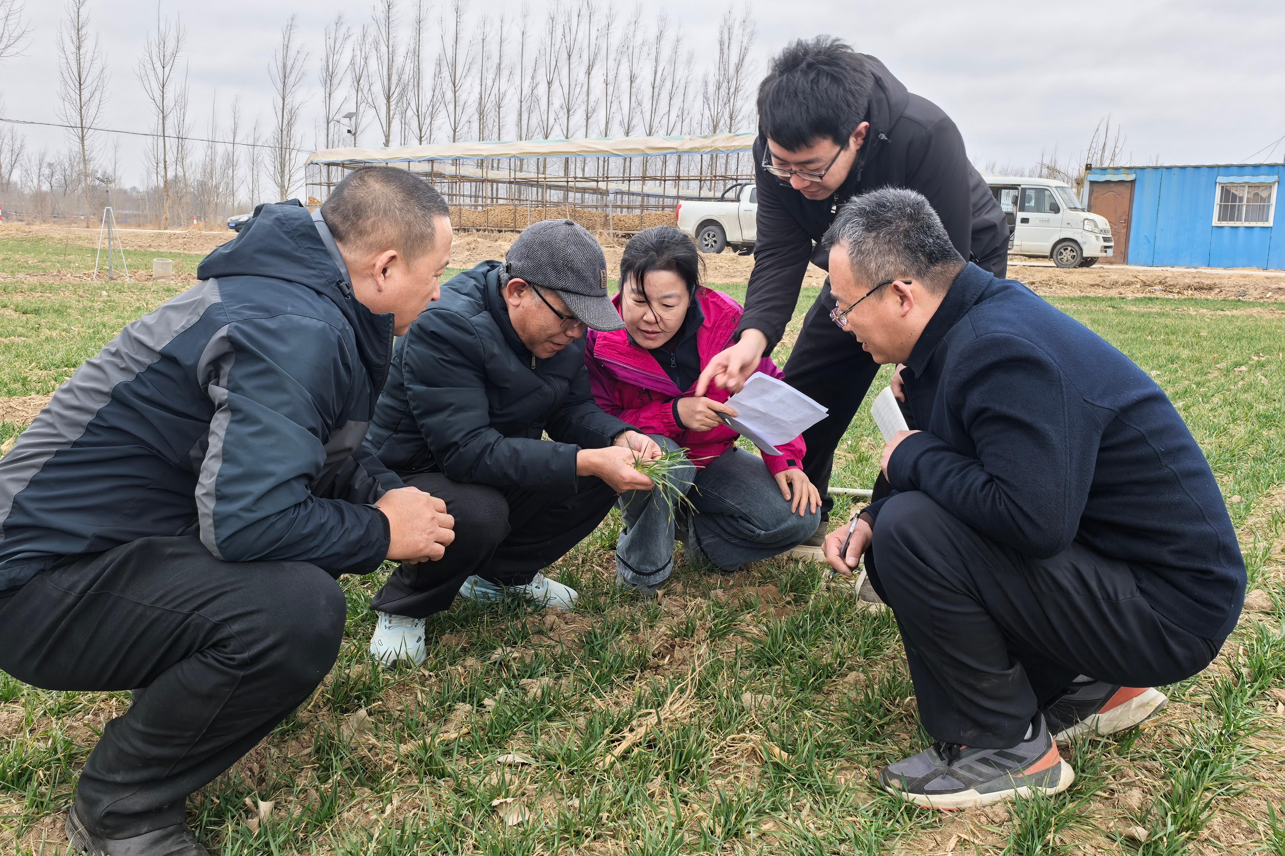 麦田里的“问诊会”——武邑县部门联动护航春管