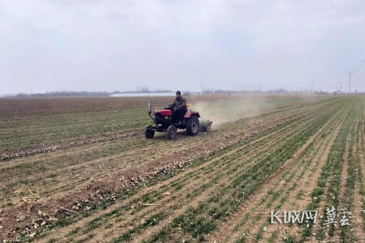 在衡水市武邑县贾康疃村,村民正在对麦苗进行镇压_副本