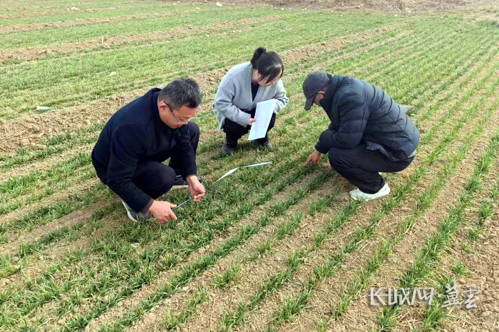 衡水武邑：开春正当时 管好麦田盼丰收