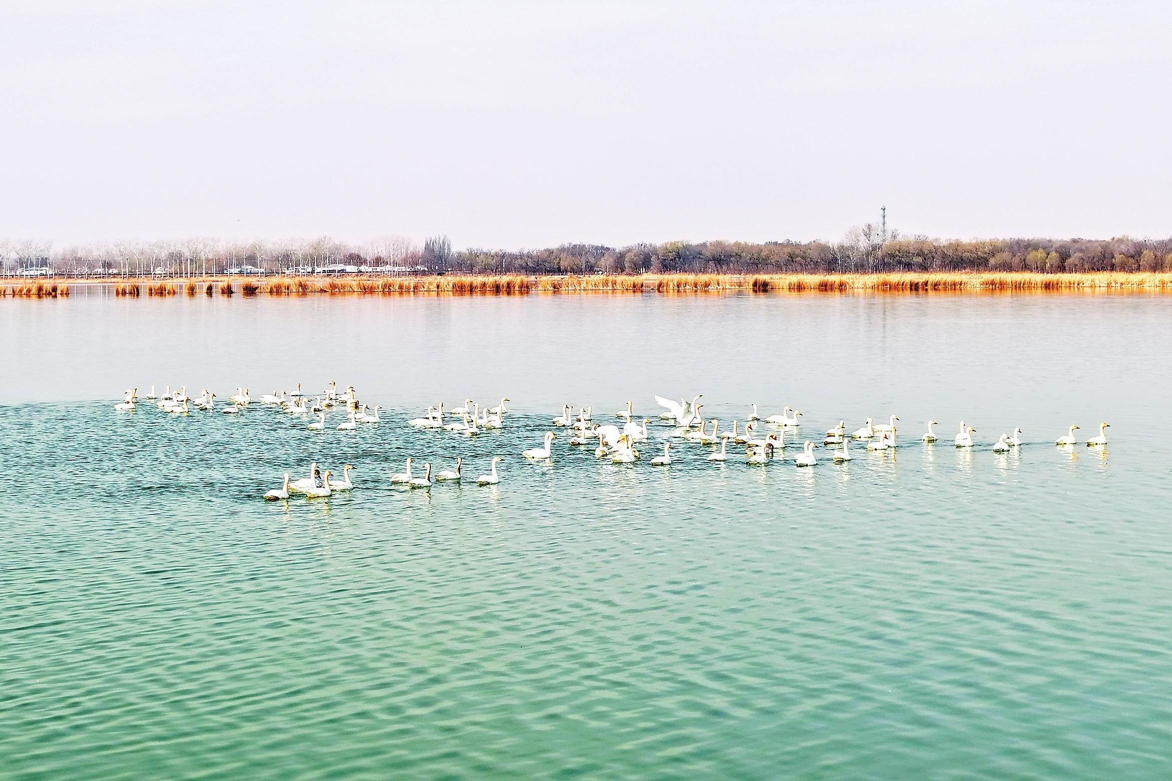 衡水湖迎来春季候鸟迁徙高峰
