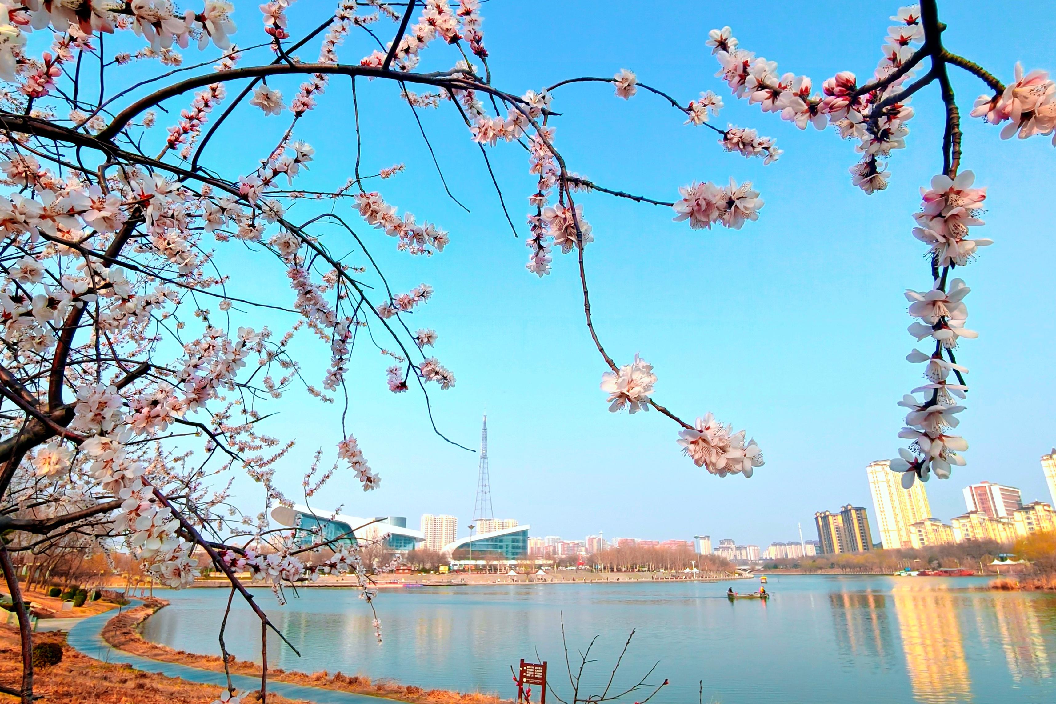 河北衡水： 滏阳河畔春光美