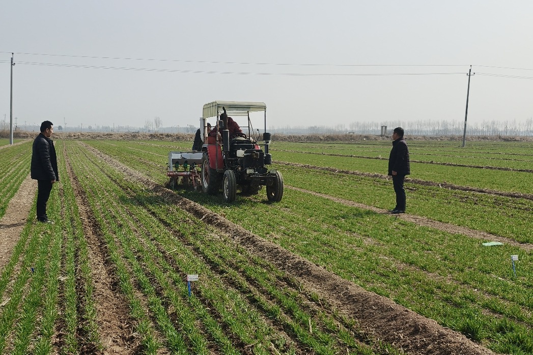 衡水全力加强麦田春管夯实夏粮丰收基础