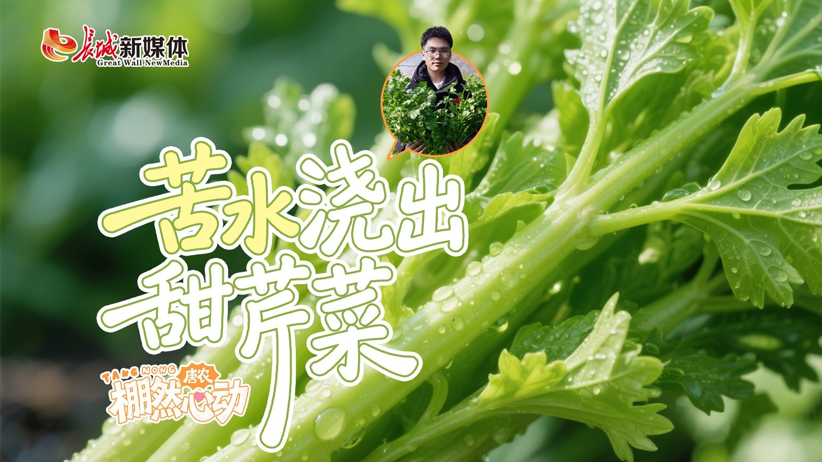 唐农·“棚”然心动：“苦水”浇出甜芹菜