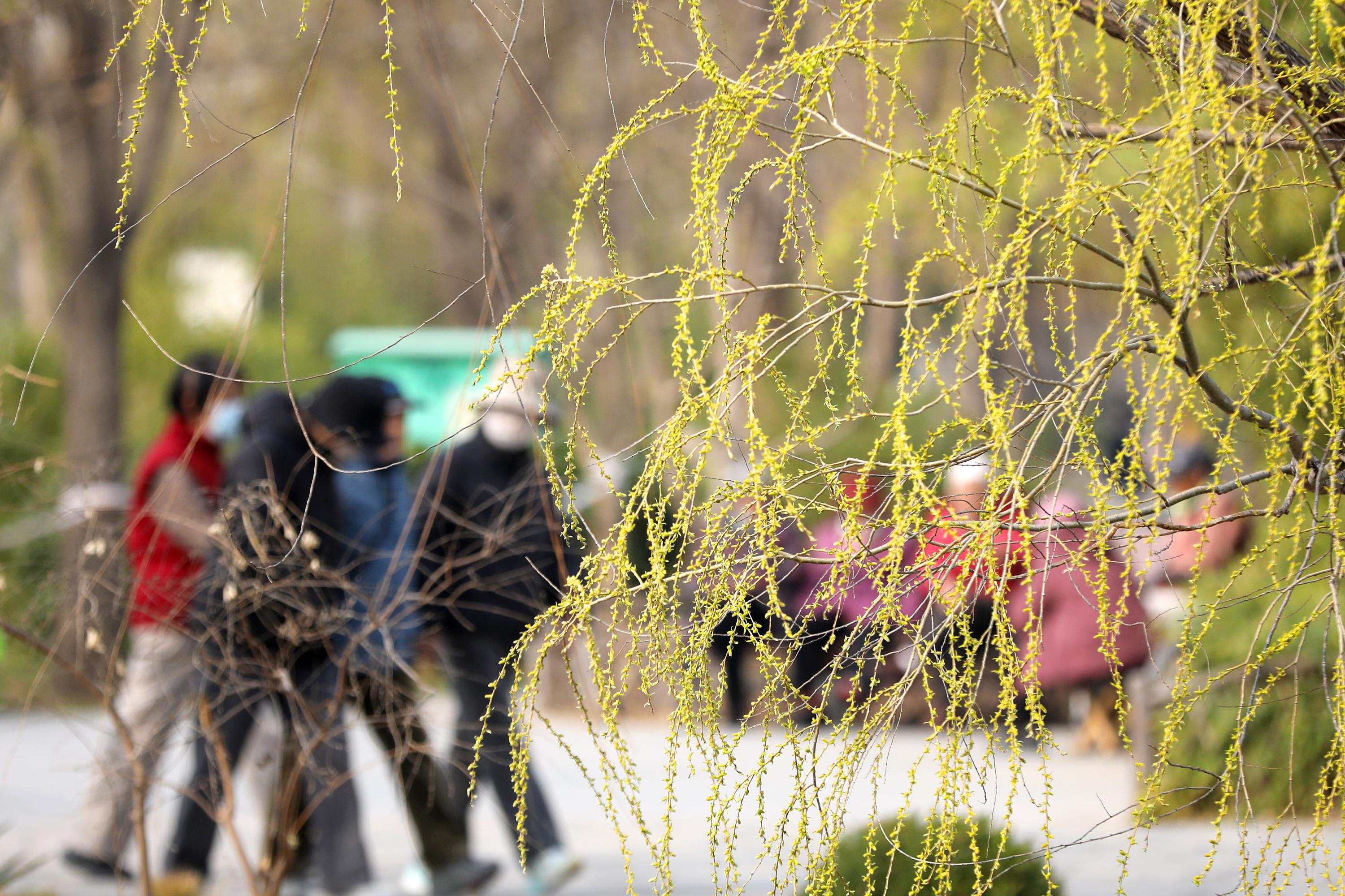 河北衡水：湖城春景入画来