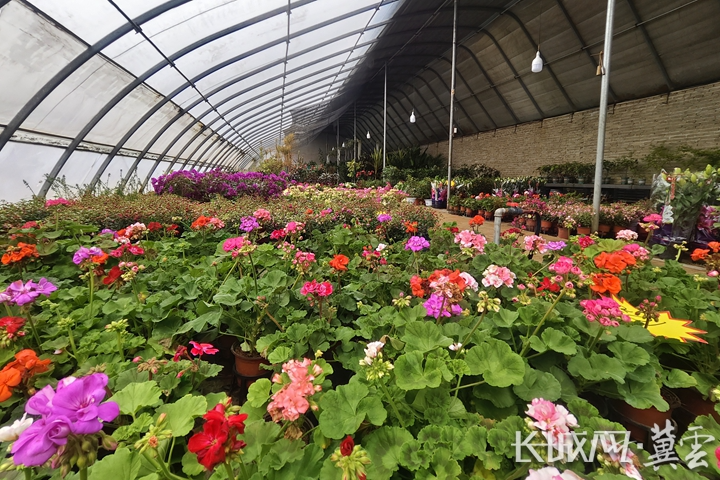 唐山滦南：花开迎春至 产销两旺忙