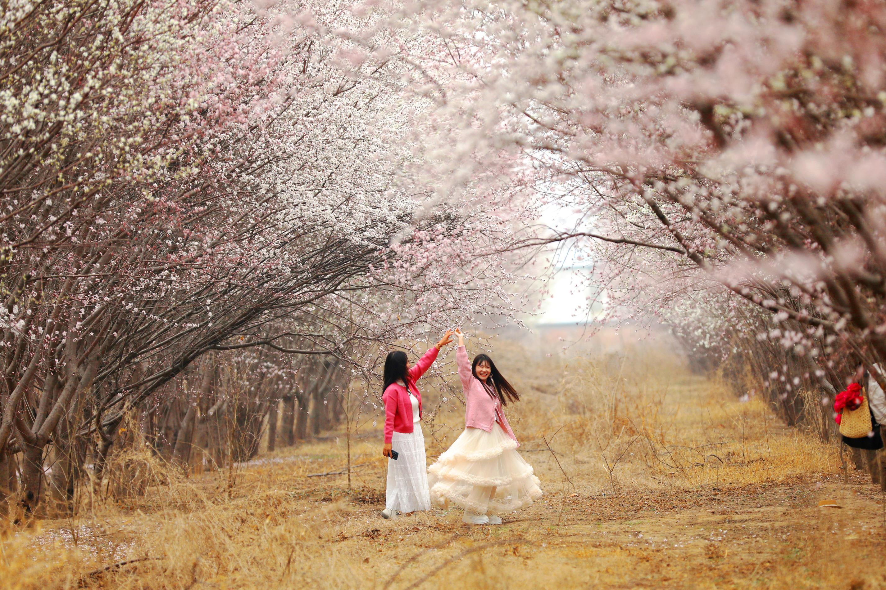 衡水湖畔：山桃花盛放 吸引市民踏春赏景