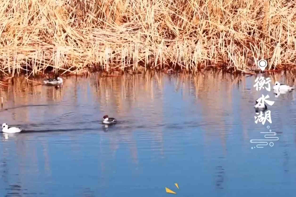 衡水湖畔，听一曲春日鸟鸣