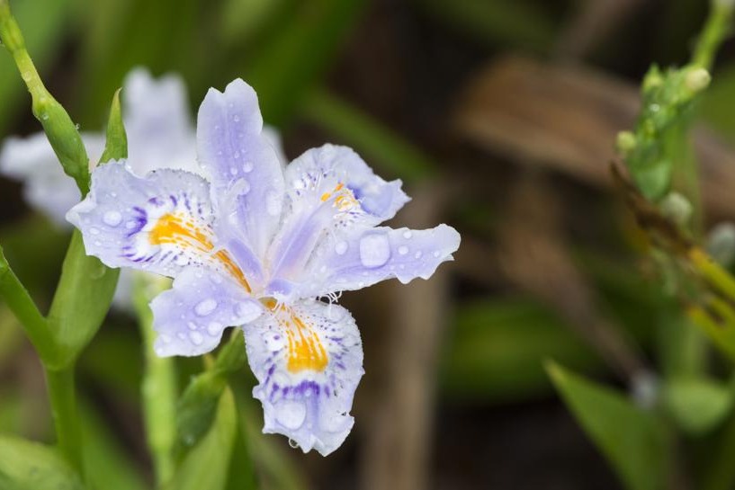 预防花粉过敏，怎么用药效果好？