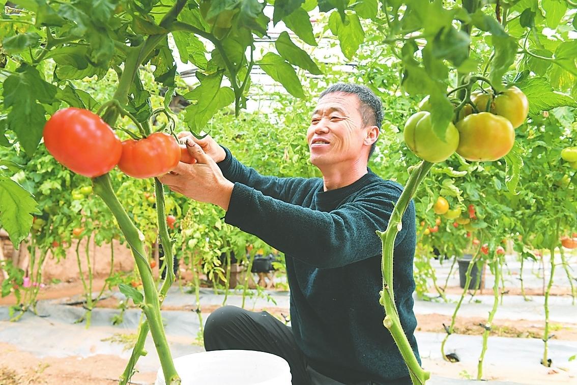 衡水阜城：春回大地农事忙