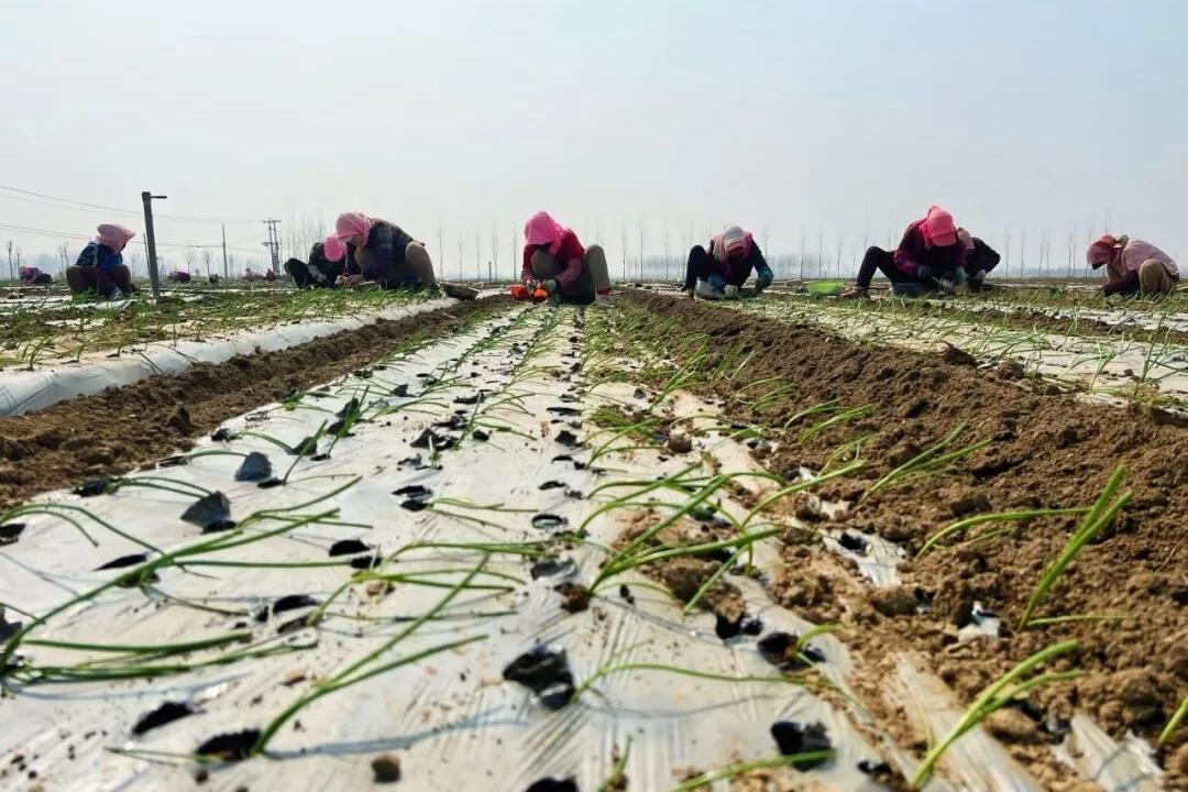 从“滞销困境”到“追加到千余亩”：山东客商在定州的“留商兴”故事