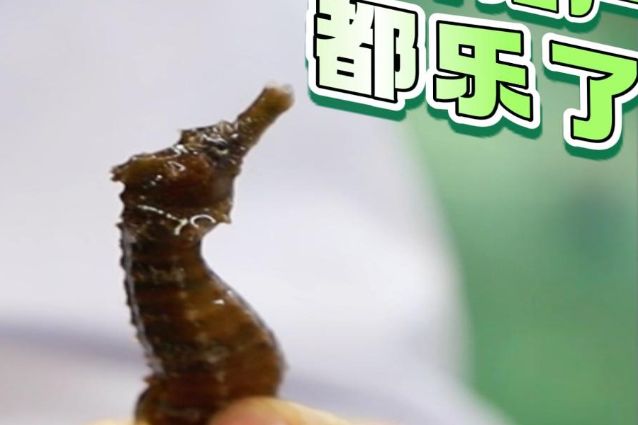 唐“瓜”播报丨妙！食客和养殖户都乐了