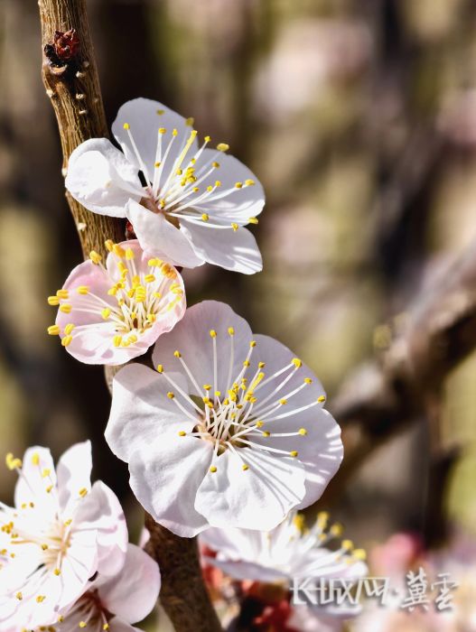 民心河畔杏花开，水岸春光入怀来。摄影：杨岩欣 (3)_副本