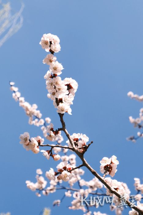 长安公园杏花缀满枝头 摄影人：张晓帆_副本