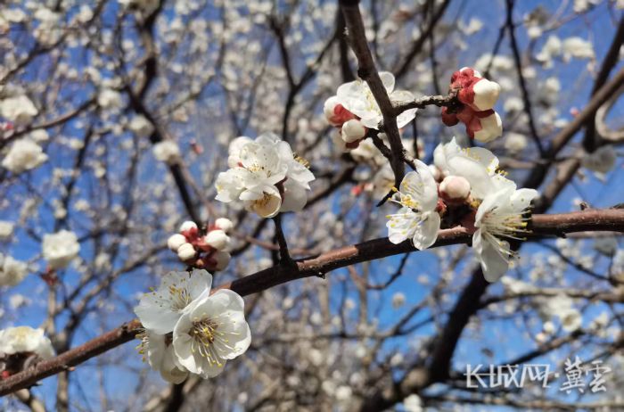 石津灌渠文化公园山杏4 臧晓宇摄