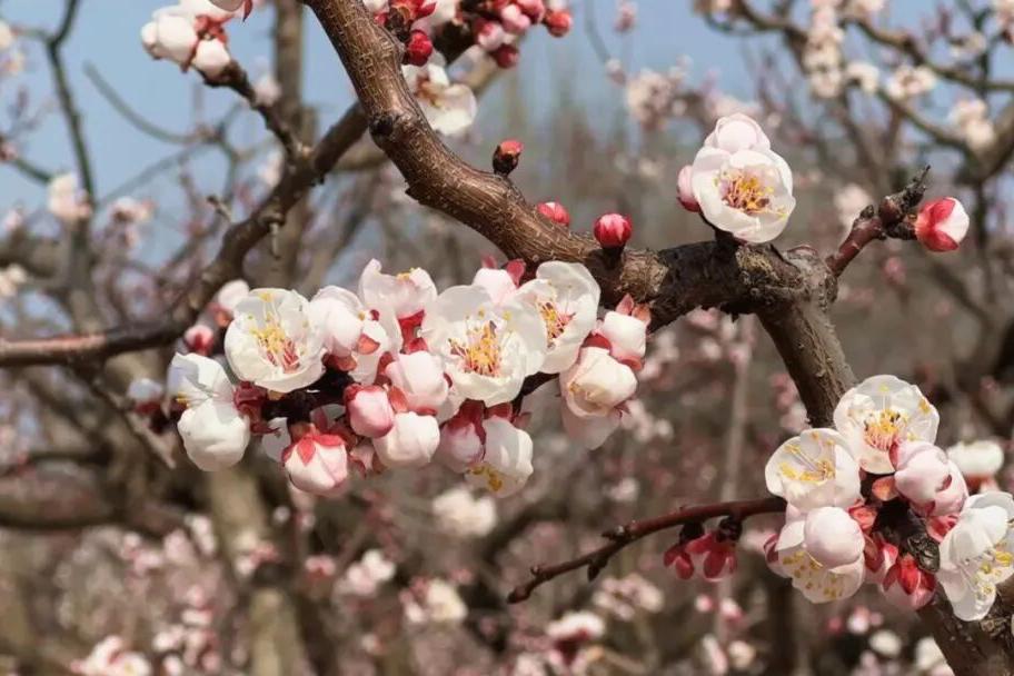 枣强县第四届杏花文化宣传推介会邀您共赴春日之约