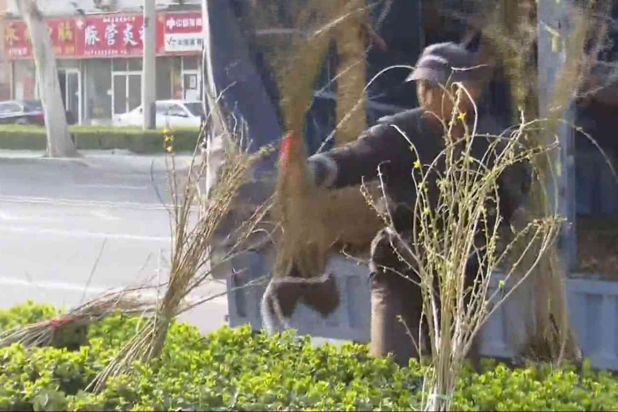 春季补植为城市“增色添绿”