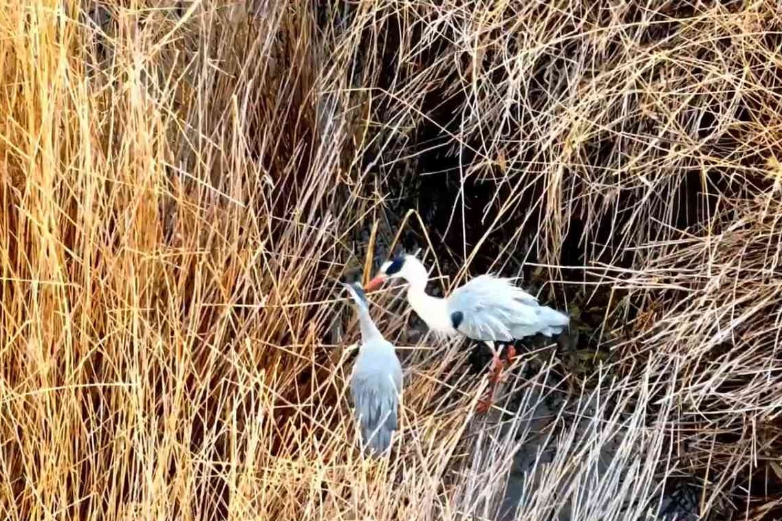 衡水湖迎来苍鹭孵化季 湿地生态绘就春日生机画卷