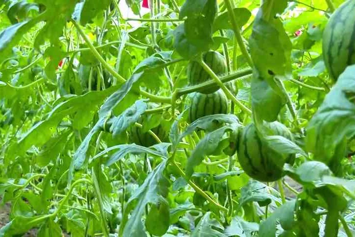 故城武官寨镇：吊蔓西瓜长势喜人 特色种植奏响“振兴曲”