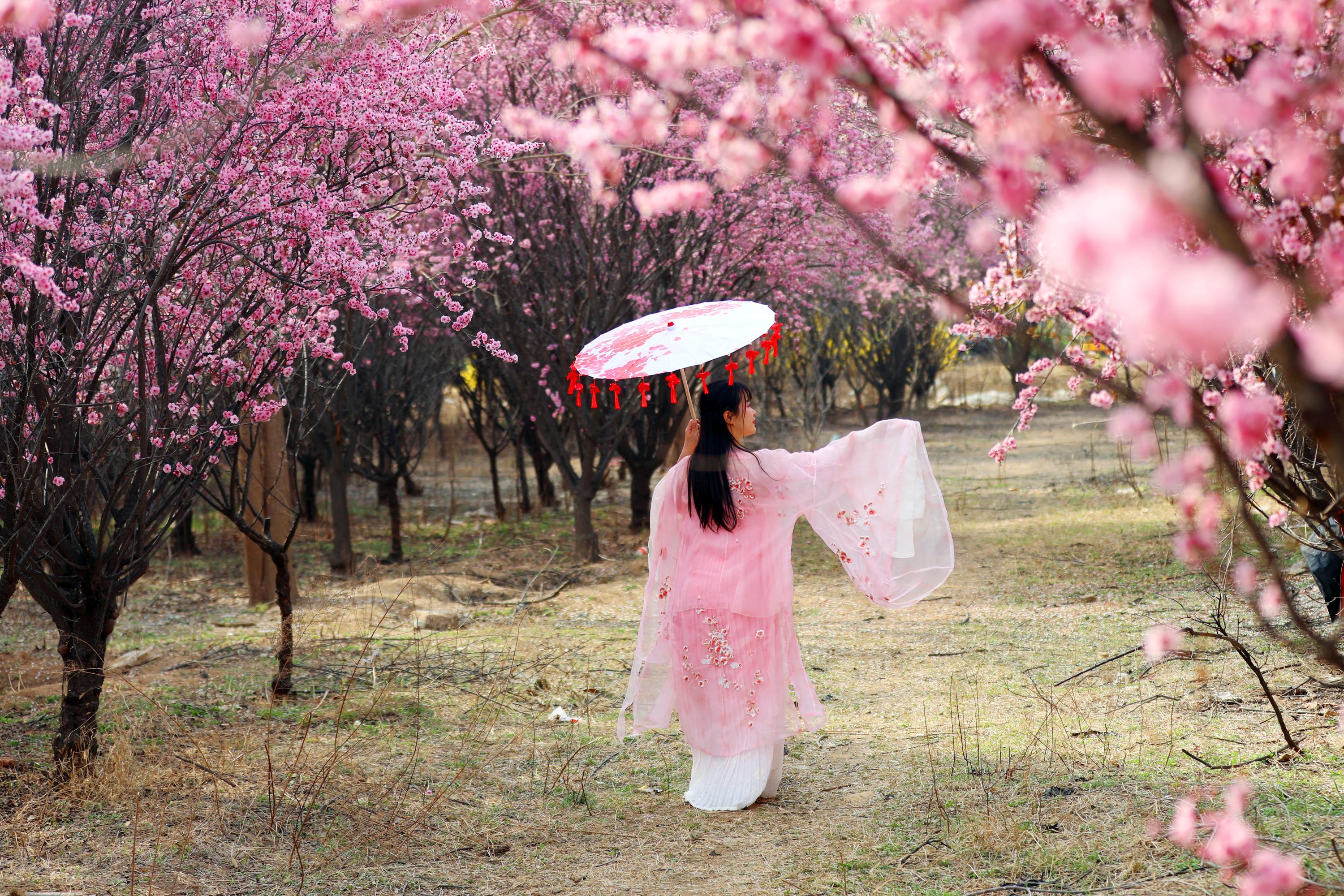 衡水市区铁北公园：梅香伴连翘 春日美景引客来