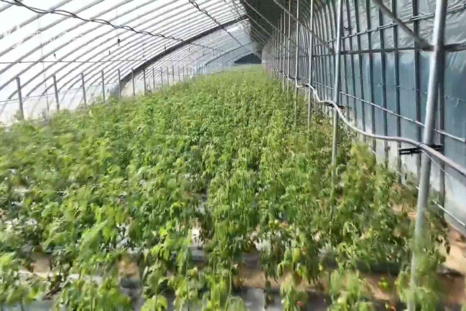 春日农事忙 特色农业促振兴