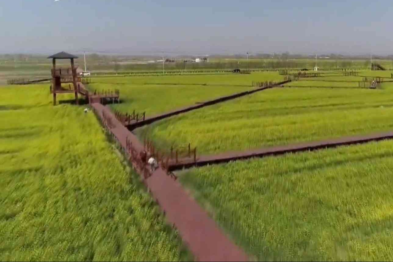 安平县第十届油菜花鉴赏月启幕