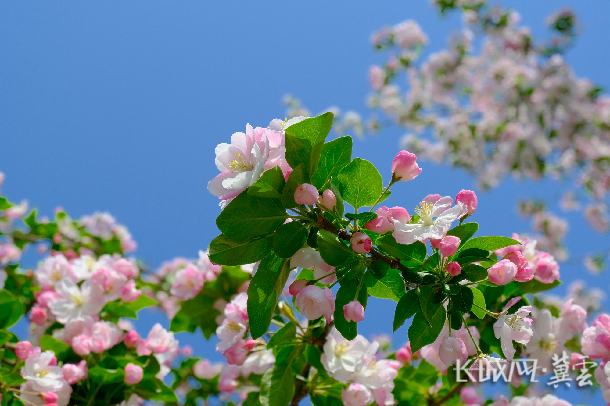 长安公园 西府海棠盛放 拍摄者：张晓帆_副本