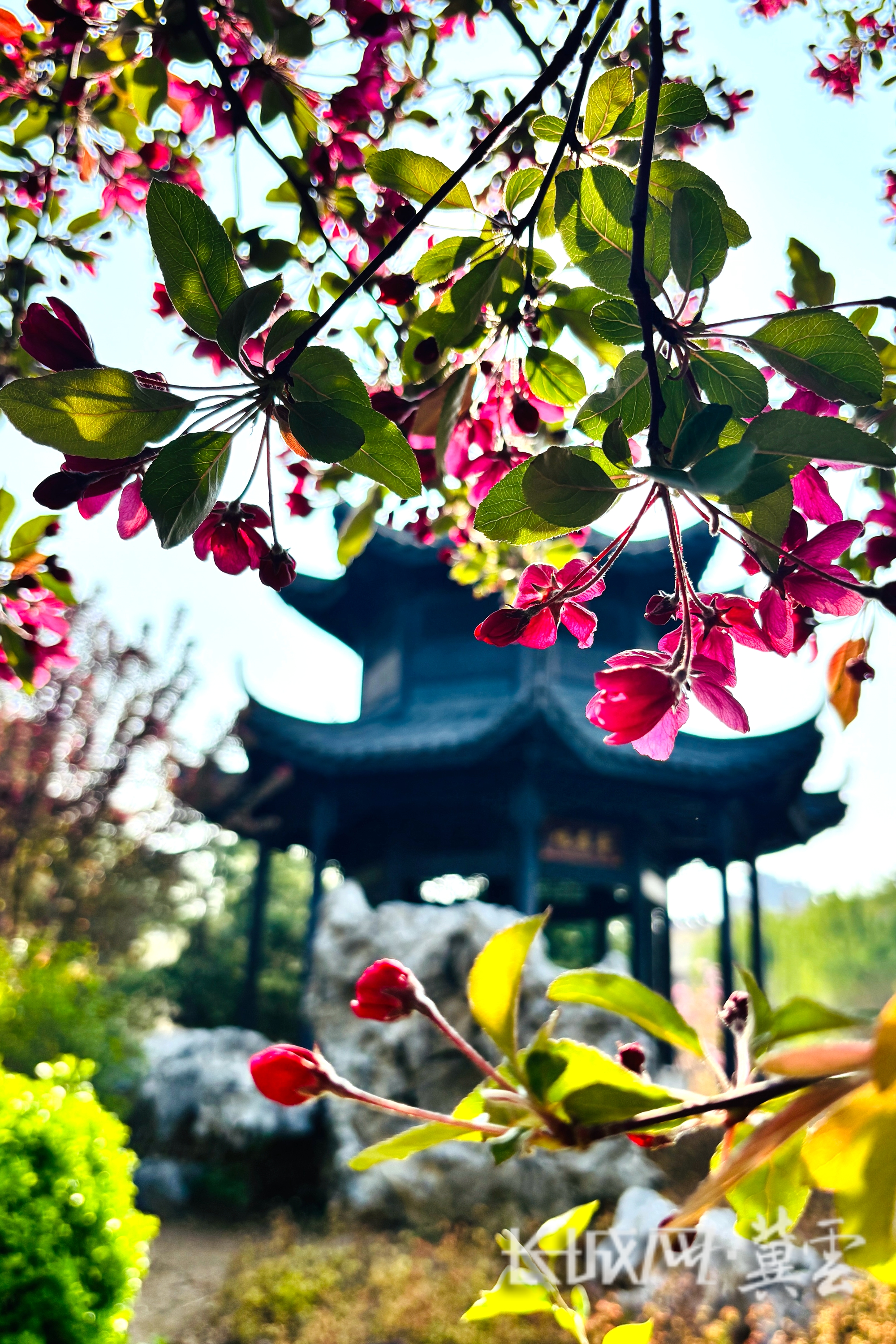 裕东公园 北美海棠与观景亭 拍摄者：杨青_副本