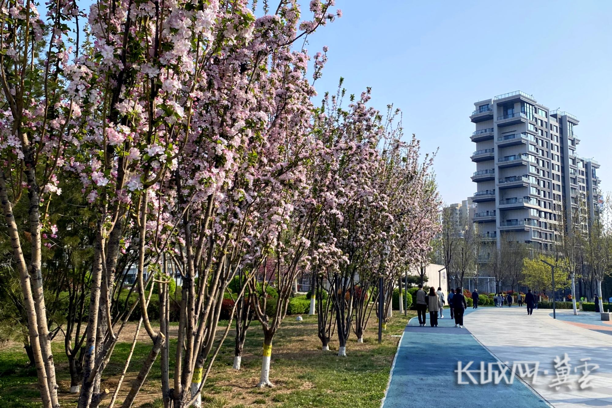 拾光智慧体育公园 健步道旁的西府海棠 拍摄者：孙立文_副本