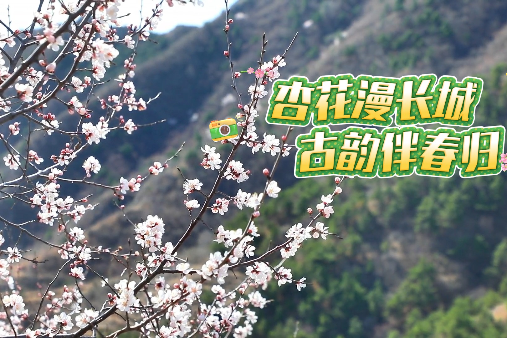 河北迁安：杏花漫长城 古韵伴春归