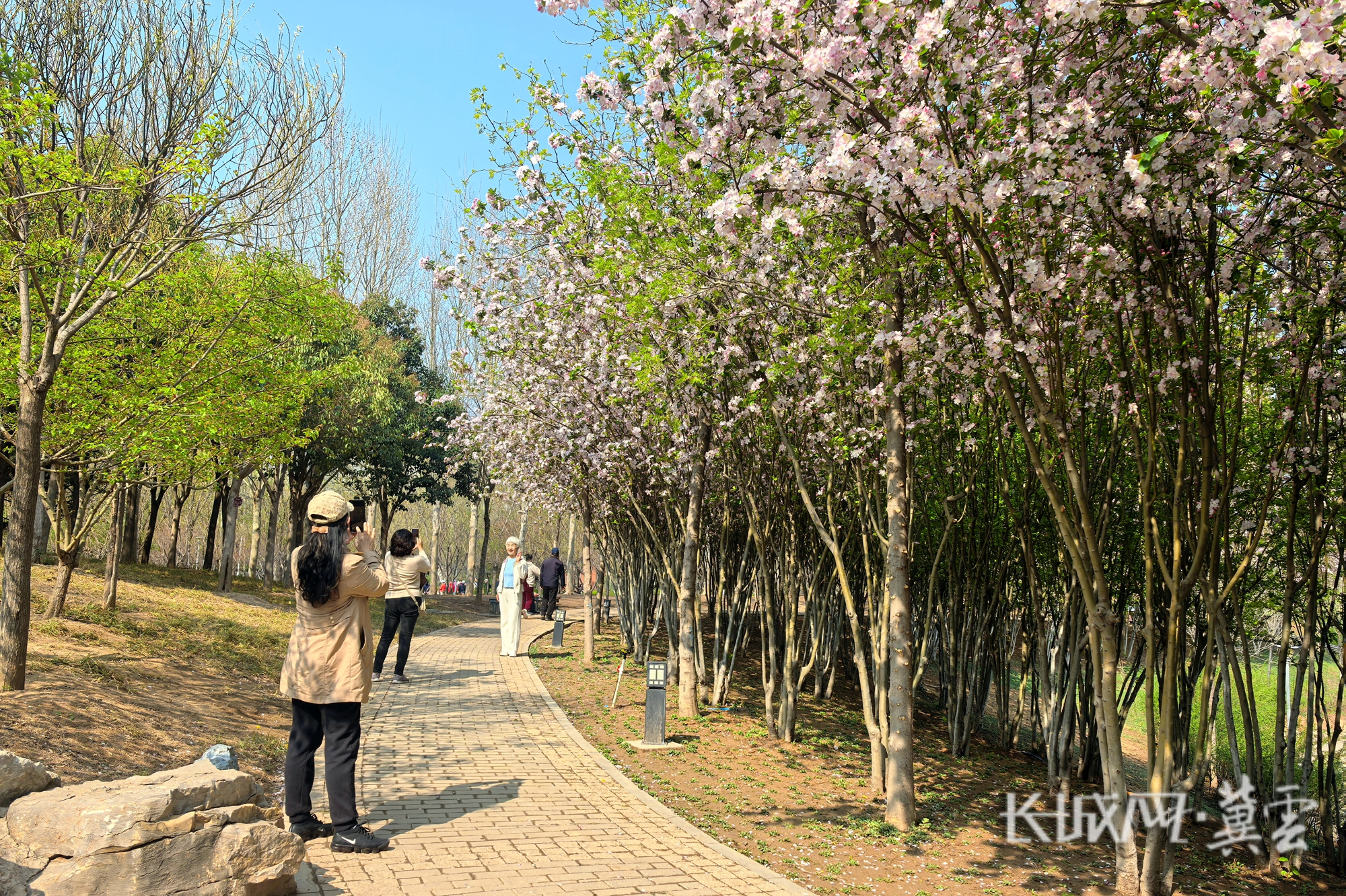 粉白花海成为市民春日打卡的热门去处。摄影者：赵婉桐_副本