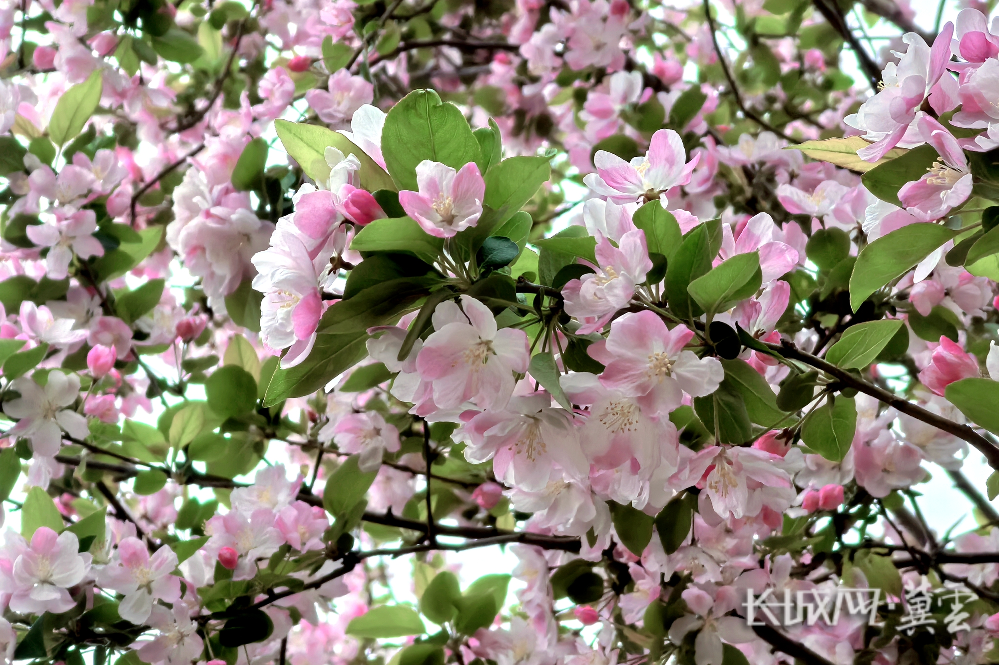 繁花满枝，定格春日浪漫。摄影者：赵婉桐_副本