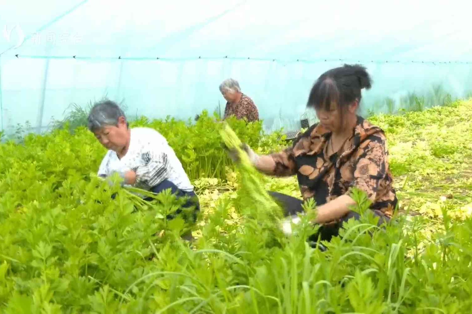 特色作物喜丰收 多元种植促增收