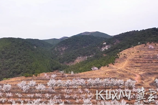 唐山迁安：杏花缀山间 书香伴游人