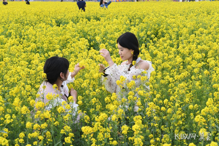邯郸成安：踏青正当时 千亩油菜花海引客来