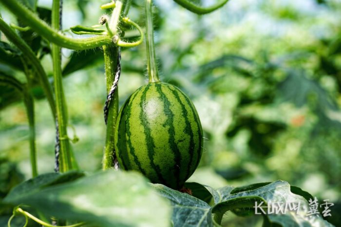 54961ecc7030e6352294ae5332309b0e