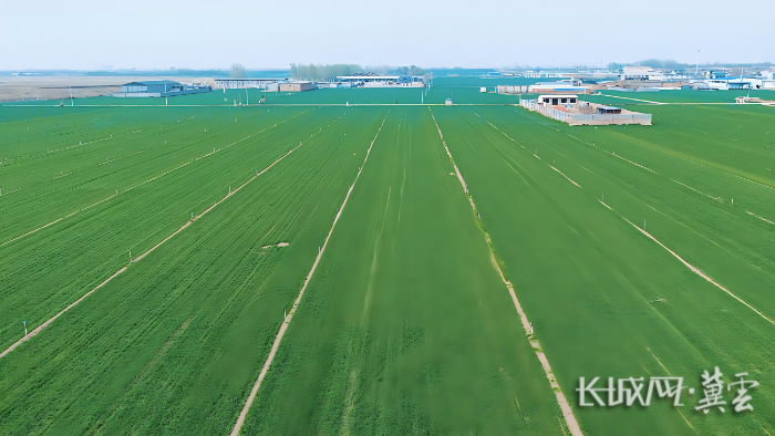 藁城小麦春管2(1) 藁城小麦春管2(1)