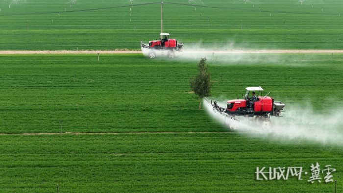 藁城小麦春管5 藁城小麦春管5