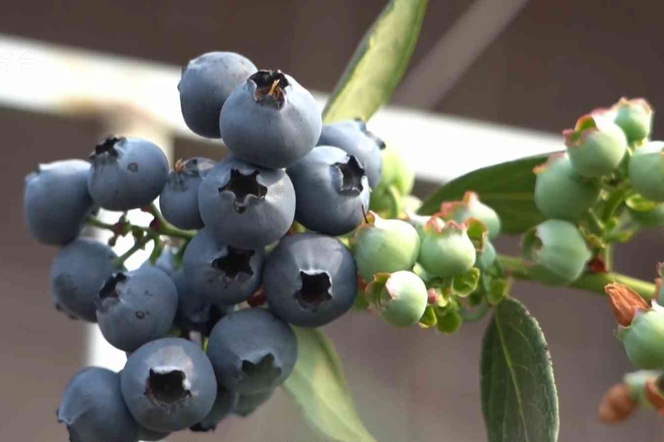 “茄子大王”变身“蓝莓老李”