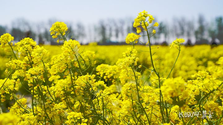 晋州周家庄油菜花