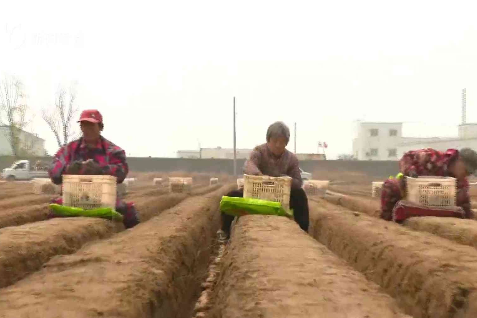 特色产业“多点开花” 乡村振兴“硕果盈枝”