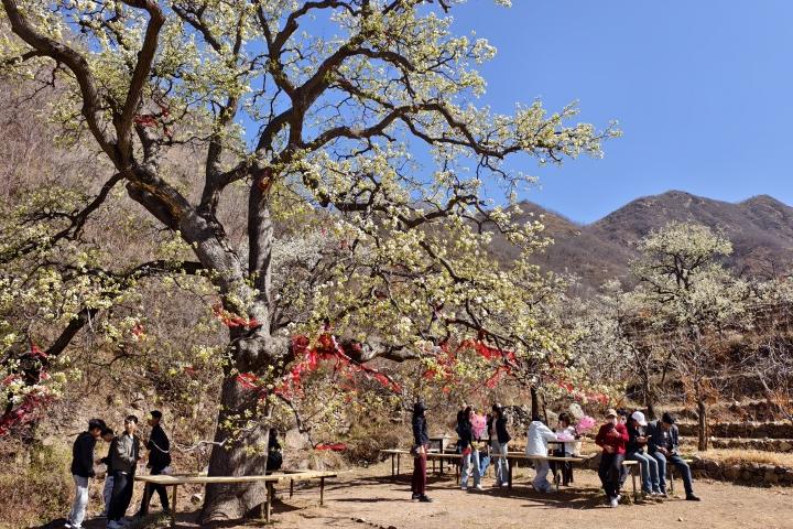秦皇岛青龙：“花事”变“花市” 梨花盛景催生山乡产业新活力