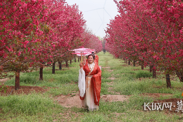 海棠映运河 衡水景县把春天藏进了花海里