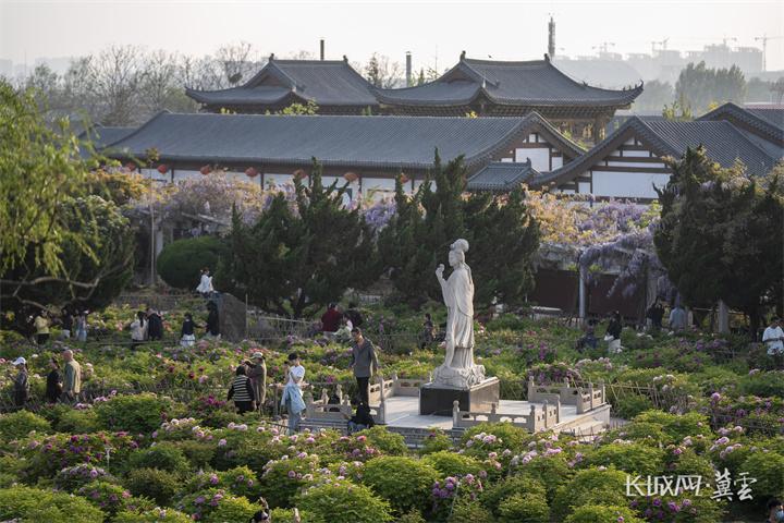 高清组图 | 邯郸武安：牡丹三千竞艳 人潮如织醉春烟