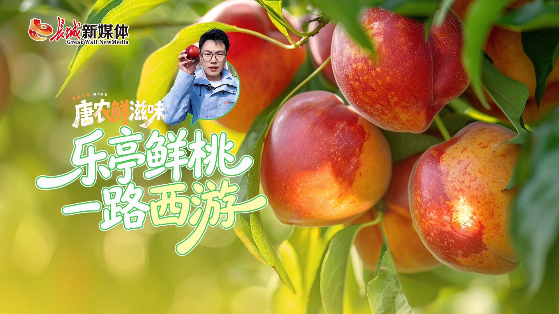 唐农鲜滋味丨乐亭鲜桃，一路“西游”！